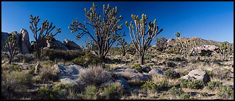 Desert landscape with Joshua trees, rocks, and distant mountains. Mojave National Preserve, California, USA (color)