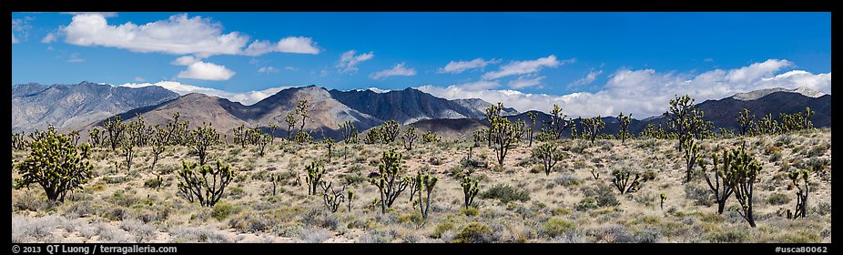 Mojave Desert landscape with Joshua trees and mountains. Mojave National Preserve, California, USA