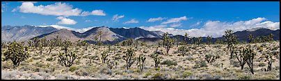 Mojave Desert landscape with Joshua trees and mountains. Mojave National Preserve, California, USA (color)