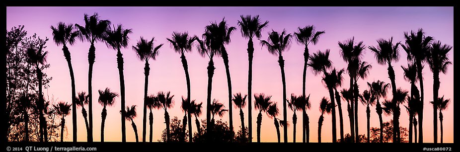 Row of palm trees at sunset. Los Angeles, California, USA (color)
