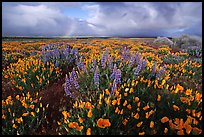 Pictures of Flower Carpets