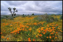 California Poppies and Joshua Trees. Antelope Valley, California, USA (color)