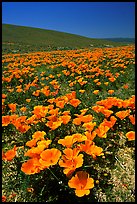 California Poppies in spring, hills W of the Preserve. Antelope Valley, California, USA (color)