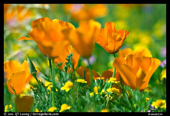 Close up of California Poppies. Antelope Valley, California, USA