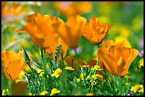 Close up of California Poppies. Antelope Valley, California, USA (color)