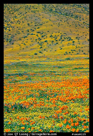 Hillside covered with California Poppies and Desert Marygold. Antelope Valley, California, USA (color)