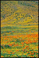 Hillside covered with California Poppies and Desert Marygold. Antelope Valley, California, USA (color)