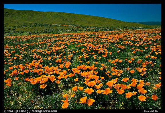 California Poppies, hills W of the Preserve. Antelope Valley, California, USA (color)