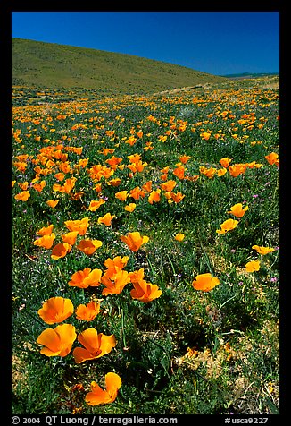 Bright orange California Poppies, hills W of the Preserve. Antelope Valley, California, USA (color)