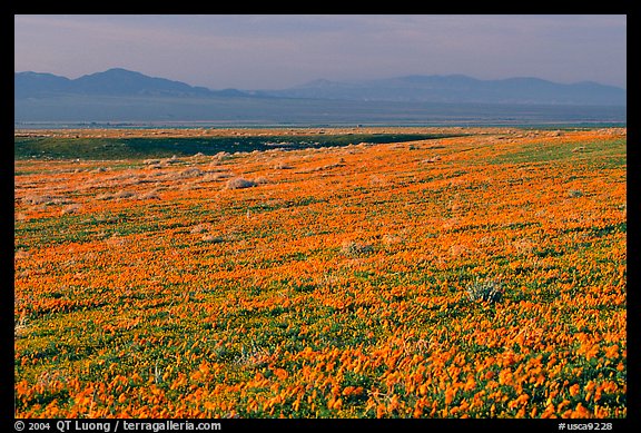 Meadow covered with poppies and Tehachapi Mountains at sunset. Antelope Valley, California, USA