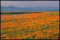 Meadow covered with poppies and Tehachapi Mountains at sunset. Antelope Valley, California, USA (color)