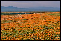 Meadow covered with poppies and Tehachapi Mountains at sunset. Antelope Valley, California, USA