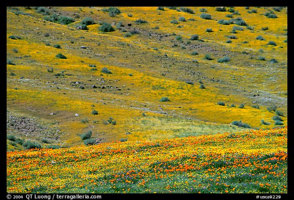 Hillside covered with California Poppies and Desert Marygold. Antelope Valley, California, USA