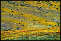 Hillside covered with California Poppies and Desert Marygold. Antelope Valley, California, USA (color)
