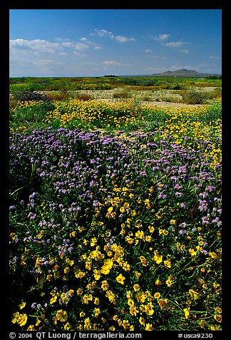 Yellow and purple desert flowers on mud flats. Antelope Valley, California, USA (color)