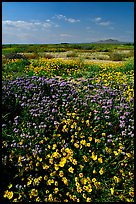 Yellow and purple desert flowers on mud flats. Antelope Valley, California, USA (color)