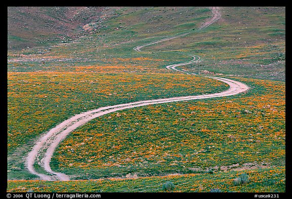 Curving unpaved road, hills W of the Preserve. Antelope Valley, California, USA (color)