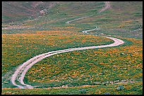Curving unpaved road, hills W of the Preserve. Antelope Valley, California, USA
