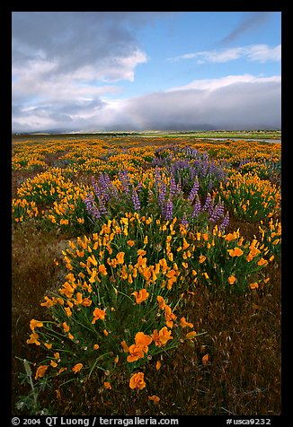 Lupines and California Poppies. Antelope Valley, California, USA (color)
