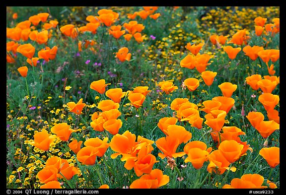 Close up of California Poppies. Antelope Valley, California, USA (color)