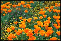 Close up of California Poppies. Antelope Valley, California, USA ( color)