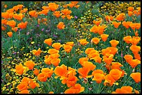 Close up of California Poppies. Antelope Valley, California, USA (color)