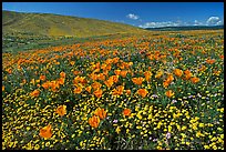 California Poppies and desert Marygold, hills W of the Preserve. Antelope Valley, California, USA