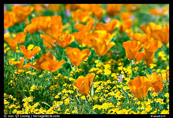 Close up of California Poppies. Antelope Valley, California, USA