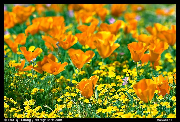 Close up of California Poppies. Antelope Valley, California, USA (color)