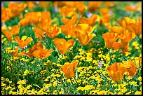 Close up of California Poppies. Antelope Valley, California, USA ( color)