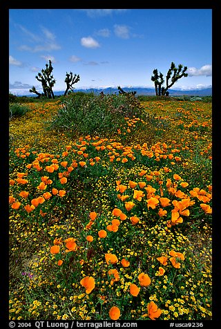 California Poppies and Joshua Trees. Antelope Valley, California, USA