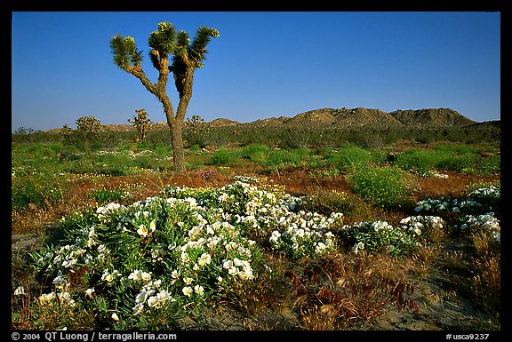 Daturas and Joshua Trees. Antelope Valley, California, USA