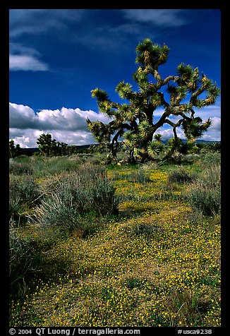 Yellow desert Marygold and Joshua Tree. Antelope Valley, California, USA