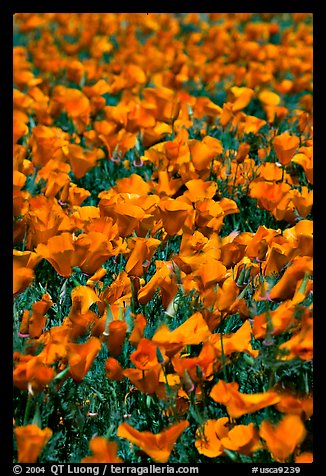 Close up of California Poppies. Antelope Valley, California, USA