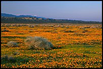 Meadow covered with poppies, sage bushes, and Tehachapi Mountains at sunset. Antelope Valley, California, USA ( color)