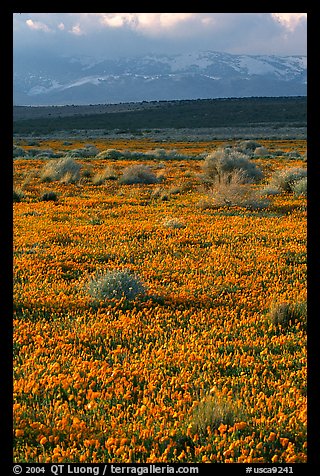 Meadow covered with poppies, sage bushes, and Tehachapi Mountains at sunset. Antelope Valley, California, USA (color)