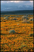 Meadow covered with poppies, sage bushes, and Tehachapi Mountains at sunset. Antelope Valley, California, USA ( color)