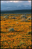 Meadow covered with poppies, sage bushes, and Tehachapi Mountains at sunset. Antelope Valley, California, USA