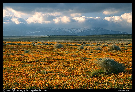 Meadow covered with poppies and sage bushes. Antelope Valley, California, USA