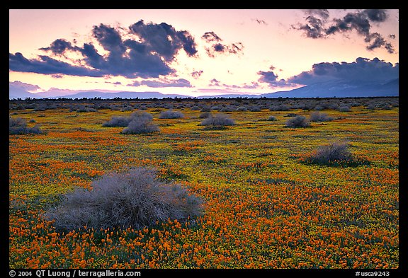 Meadow covered with poppies and sage bushes at sunset. Antelope Valley, California, USA