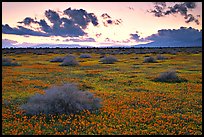 Meadow covered with poppies and sage bushes at sunset. Antelope Valley, California, USA (color)