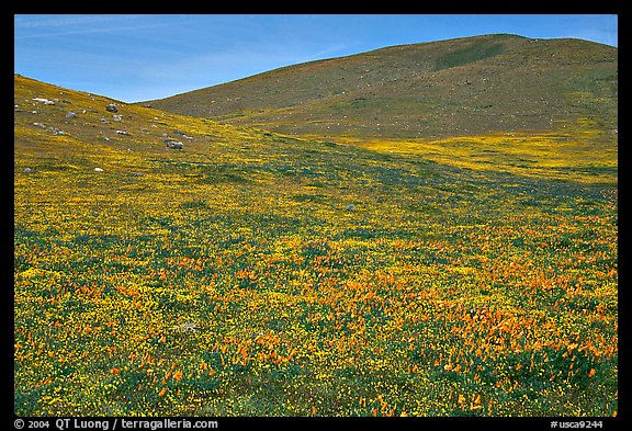 Hills W of the Preserve, covered with multicolored flowers. Antelope Valley, California, USA