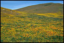 Hills W of the Preserve, covered with multicolored flowers. Antelope Valley, California, USA