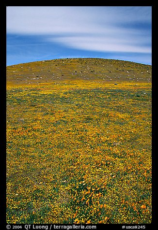 Hills W of the Preserve, covered with multicolored flowers. Antelope Valley, California, USA