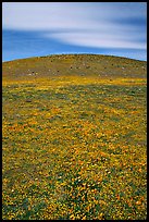 Hills W of the Preserve, covered with multicolored flowers. Antelope Valley, California, USA