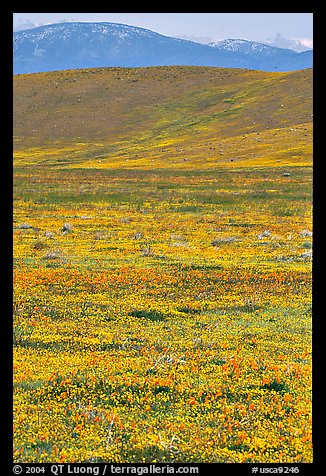 Hills W of the Preserve, covered with multicolored flowers. Antelope Valley, California, USA