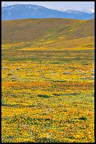 Hills W of the Preserve, covered with multicolored flowers. Antelope Valley, California, USA