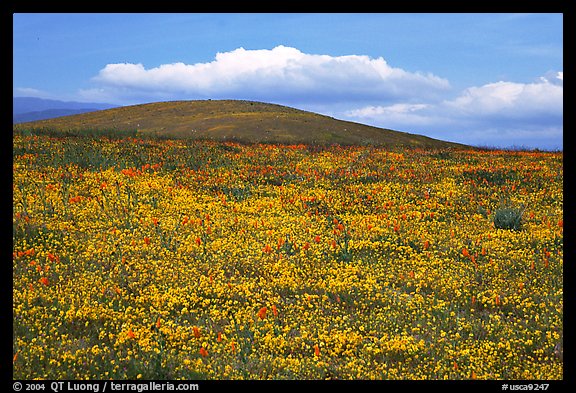 Hills W of the Preserve, covered with multicolored flowers. Antelope Valley, California, USA