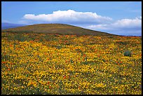 Hills W of the Preserve, covered with multicolored flowers. Antelope Valley, California, USA (color)