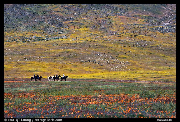 Horseback riders in hills covered with multicolored flowers. Antelope Valley, California, USA